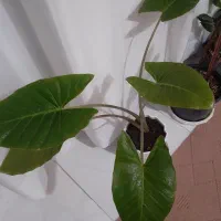 گل و گلدون و خاک و کود|گل و گیاه طبیعی|ارومیه, |دیوار