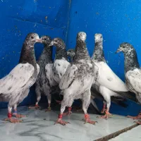 ده جفت جوجه تیدی پیور