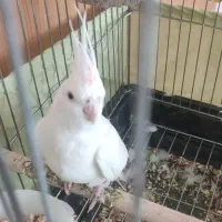 عروس هلندی آلبینو ماده|پرنده|آباده, |دیوار