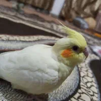 عروس هلندی|پرنده|سراوان, |دیوار
