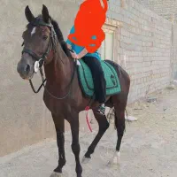 اسب|اسب و تجهیزات اسب‌سواری|حمیدیا, |دیوار