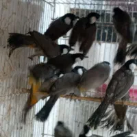 parandehsaray mandarin