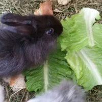 بچه خرگوش لوپ هلندی|موش و خرگوش|کردکوی, |دیوار