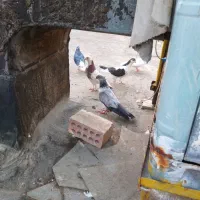 کفتر رنگه کلاغ وطوقی|پرنده|مشهد, امام خمینی|دیوار
