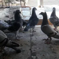 دسه کفتر پلاکی و رنگی|پرنده|شاهین‌شهر, گرگاب|دیوار
