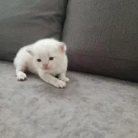 گربه بریتیش نر و ماده