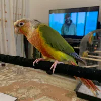 طوطی گرینچیک نر و ماده رام و سخنگو