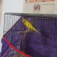 قناری|پرنده|نیشابور, فردوس شمالی|دیوار
