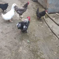 فروش خروس زینتی زیبا|حیوانات مزرعه|نوشهر, |دیوار