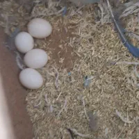 طوطی برزیلی با تخم و جوجه عروس هلندی|پرنده|بندرعباس, |دیوار