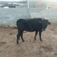 نوبر چاق گوساله ماده|حیوانات مزرعه|زرین دشت (فارس), |دیوار