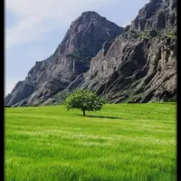 فروش زمین ۵۰۰۰ متری در جاده علی آبادنیزار