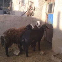 بره‌قوچ‌شال‌وافشار