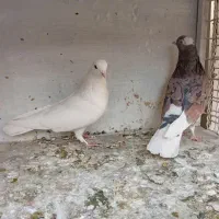 کبوترهماسرور|پرنده|کهریزک, |دیوار