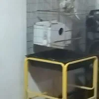 عروس هلندی بایک جوجه