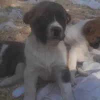 توله سراب افغان