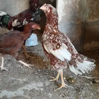 مرغ خروس لاری|حیوانات مزرعه|مهریز, |دیوار