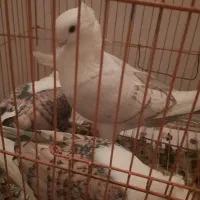 کبوتر بلژیکی اصل نوک قنار پرشی زینتی با جوجه باقفس|پرنده|فردیس, فردیس|دیوار