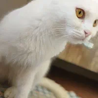 گربه پرشین|گربه|تبریز, |دیوار