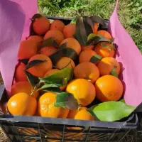 نارنگی خارو شیرین|خوردنی و آشامیدنی|شیراز, گلشن|دیوار