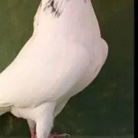 گمشده