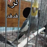 عروس هلندی مولد
