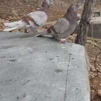 تهرانی به شرط