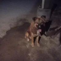 گم‌شده|حیوانات|ماهدشت, |دیوار