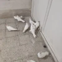 کبوتر کتبسر یا کپِسر