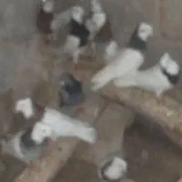 طوقی|پرنده|بستان آباد, |دیوار