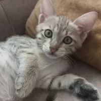 واگذاری گربه DSH
