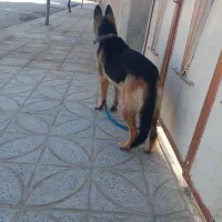 ژرمن شپرد|سگ|رزن, |دیوار