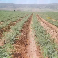 سر کارگر کشاورزی