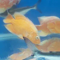 آکواریوم اروند خرمشهر|ماهی|خرمشهر, |دیوار