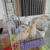 سلام ۳جفت عروس هلندی نرماده کارداده زیر قیمت|پرنده|دهدشت, |دیوار