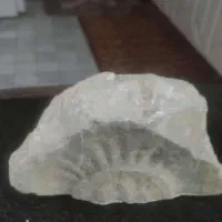 فسیل یا مجسمه سنگی
