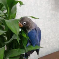 جوجه طوطی برزیلی آبی