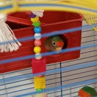 یک جفت طوطی کوتوله برزیلی