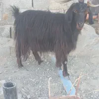 افوس هست2قولو میاره فوری 8کمترنه