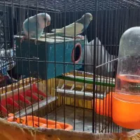 مرغ عشق|پرنده|رشت, آب و برق|دیوار