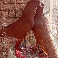 چند تا حیوون عتیقه