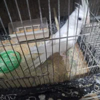 عروس هلندی|پرنده|دوگنبدان, |دیوار