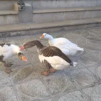 ۳عدد قاز ۲ ماده ۱نر