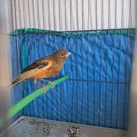 قناری ابلغ سرخ جوجه امسال