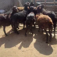 بره ماده قره قزل و افشاری|حیوانات مزرعه|اردبیل, |دیوار