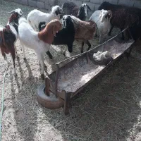 بنام خداتعدادی گوسفندبرای قربانی