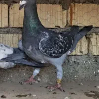 گمشده کوهی ونکی