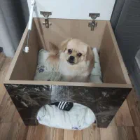 واگذاری سگ|سگ|اراک, |دیوار