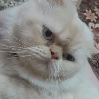 گربه پرشین چشم ابی|گربه|مشهد, ویلاشهر|دیوار