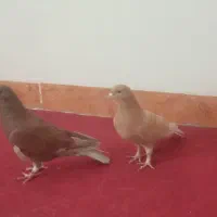 کبوتر های جفتی خوشکل و یک ماده رسمی ونر دمسیاه و..|پرنده|زرند, |دیوار